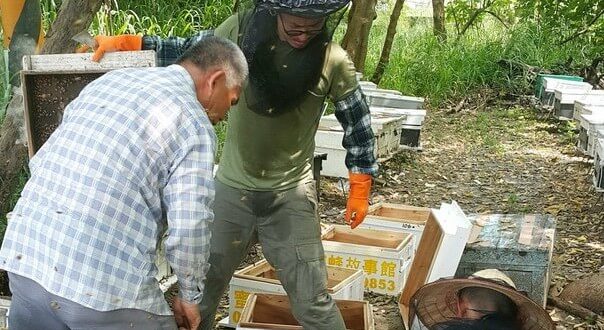 養蜂人移箱作業