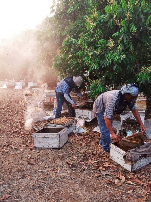 蜜蜂故事館於清邁養蜂場-養蜂人