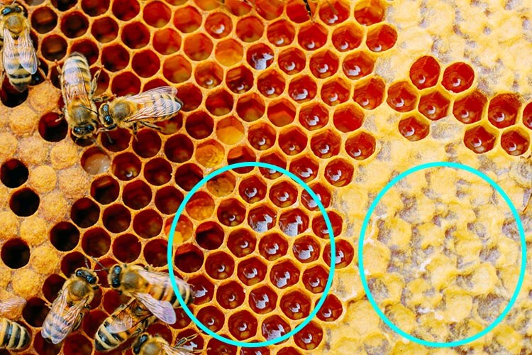 未封蜂蓋蜜與封蓋蜂蜜