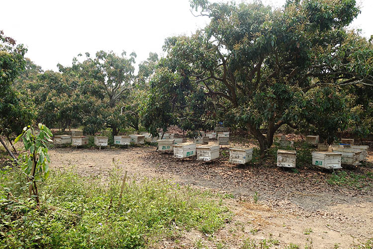 泰國養蜂場環境