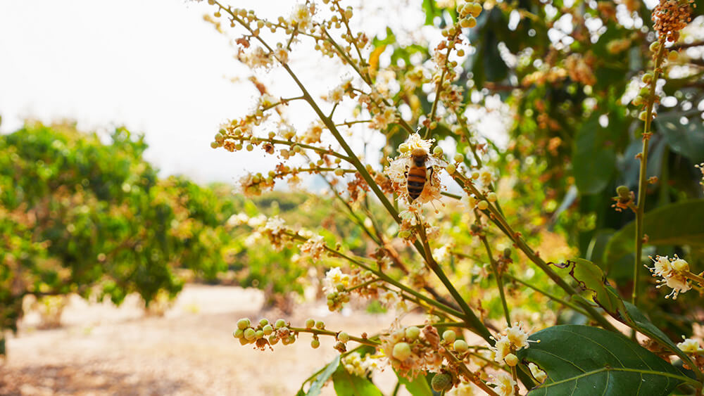 龍眼花龍眼花與蜜蜂