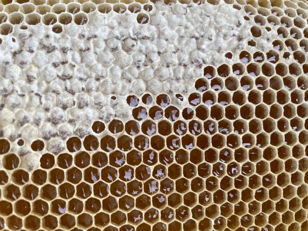 蜂巢脾劃開流出蜂蜜